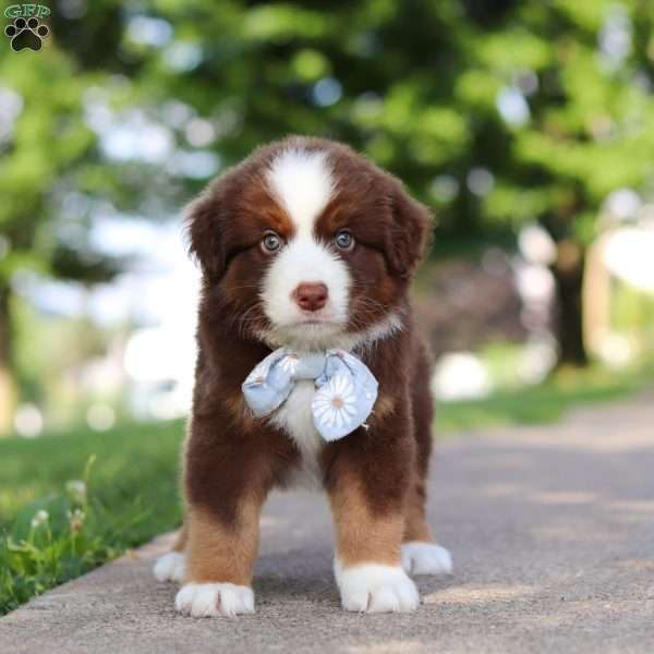 Rowdy, Miniature Australian Shepherd Puppy